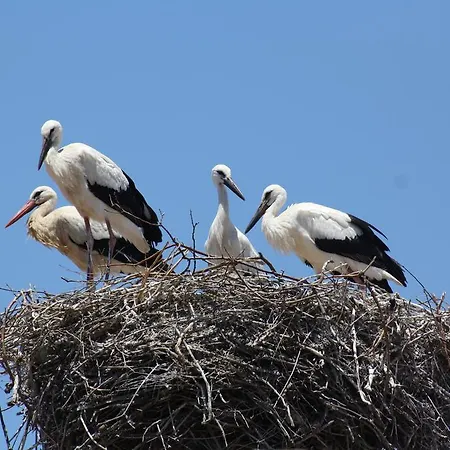 Stork פורטימאו