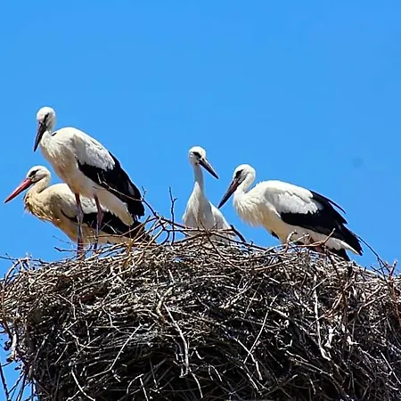 Stork 호스텔