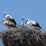 Stork 포티마오